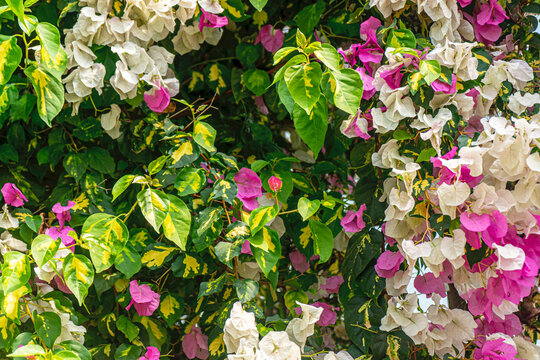The scenic views of blooming flowers in the nature