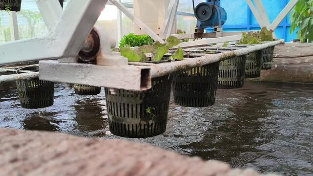 Vegetables growing in a rotating hydroponic water wheel system, showcasing an innovative soilless farming method for efficient urban agriculture and sustainable food production