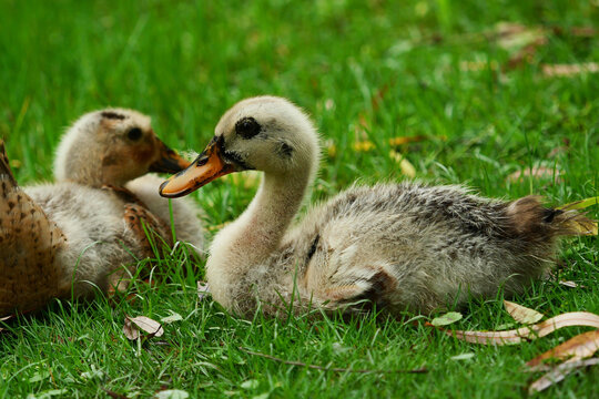 Fluffy ducklings that have just hatched in the spring.