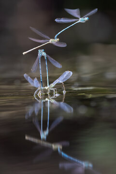 View of damselflies mating on the surface of a pond with clear reflections and a soft blurred background Wittenheim, Grand Est, France.