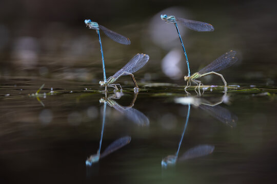View of two pairs of blue damselflies mating on the dark water surface with clear reflections Wittenheim, Grand Est, France.