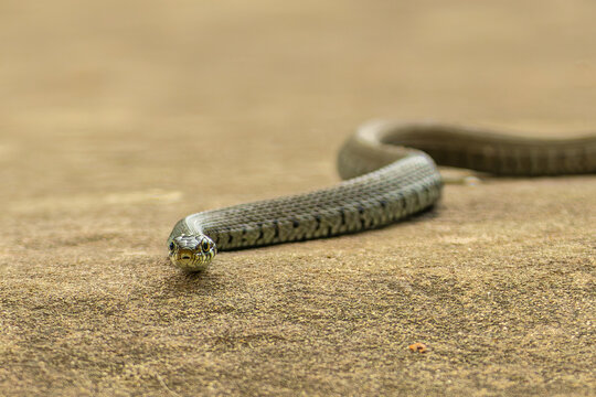 Ringelnatter (Natrix natrix)