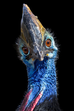 View of a Southern Cassowary showing its vibrant blue neck skin, red wattles, and prominent casque against a dark background in Selestat, Grand Est, France.