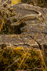 Obraz premium Mauereidechse (Podarcis muralis)