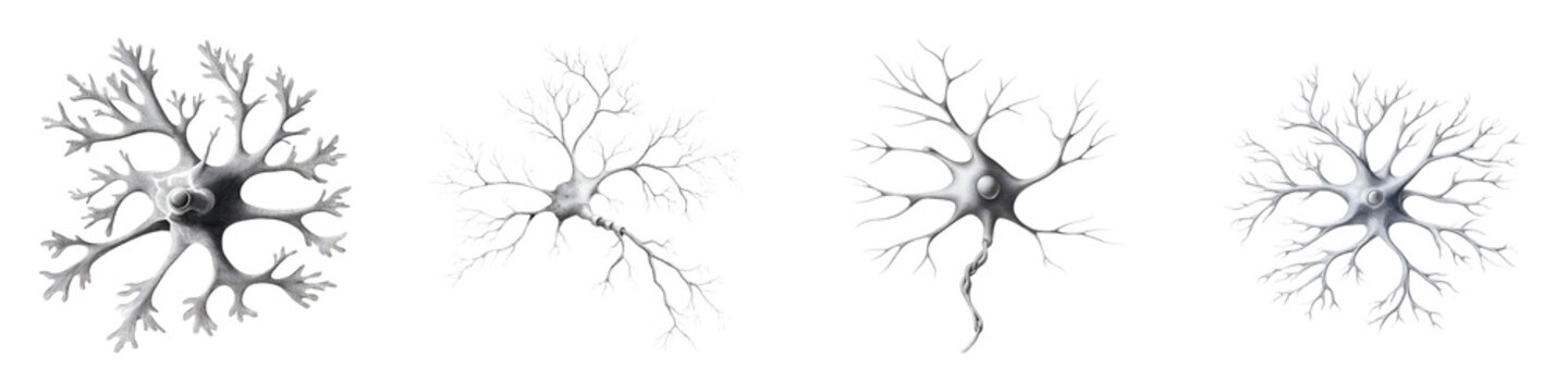 Set of Neuron Cell Illustration for Science and Education