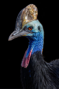 View of a Southern Cassowary with its vibrant blue neck, red wattles, and prominent casque against a black background in Selestat, Grand Est, France.