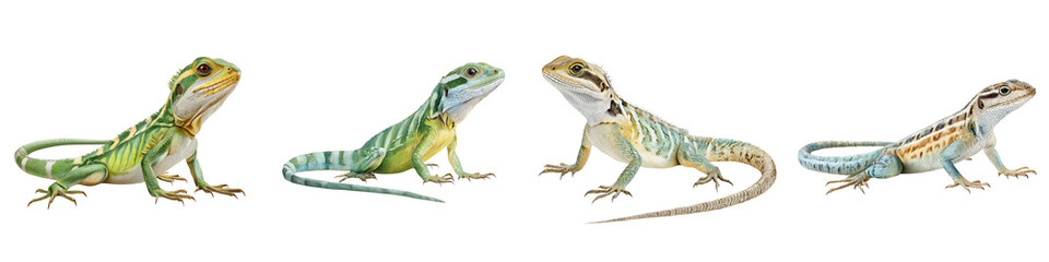 Fototapeta premium Collared Lizard Set: Four Individual Lizard Isolated on White Background