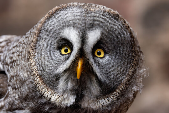 View of a Great Grey Owl with intense yellow eyes and detailed grey plumage in Selestat, Grand Est, France.