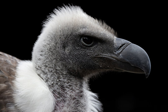 View of a vulture profile showing its dark hooked beak and white downy feathers against a black background in Selestat, Grand Est, France.