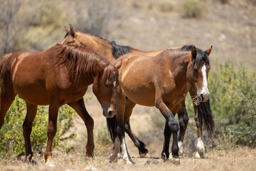Fototapeta premium Wild Bay Stallions Engaging in Dominance Behavior in the Pobrecito region of the Salt River Wild Horse Management area near Scottsdale Arizona United States