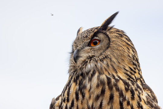 View of a majestic Eurasian Eagle-Owl with bright orange eyes and prominent ear tufts against an overcast sky in Selestat, Grand Est, France.