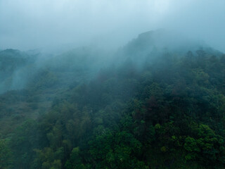 Fototapeta premium Dense green trees cover the mountains of Wangxian Valley in Jiangxi China as thick mist rolls over the forest landscape