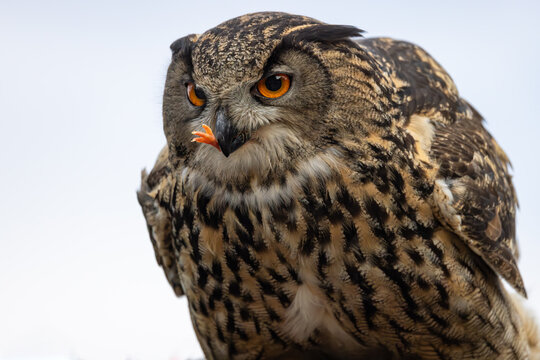 View of an Eurasian Eagle-Owl with intense orange eyes and detailed plumage holding food in its beak Selestat, Grand Est, France.