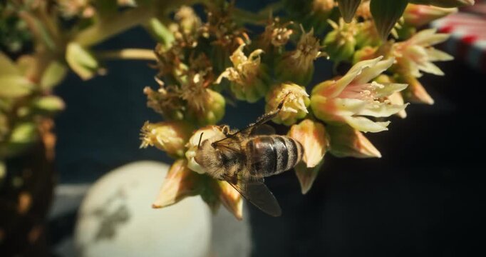Slow motion closeup of bumblebee on beautiful flower buds
