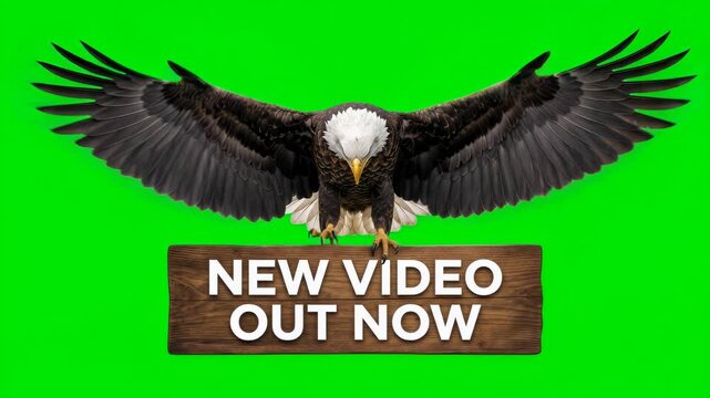 Flapping bald eagle with new video out now sign on green screen for youtube channel notification video element