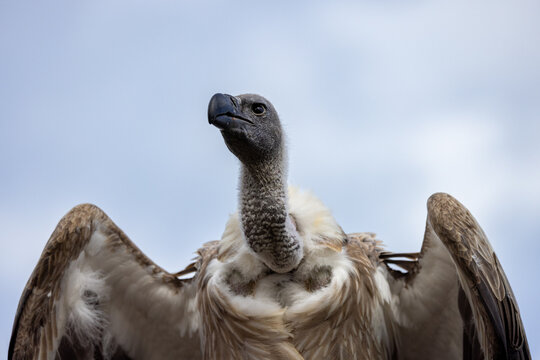 View of a vulture with its wings partially spread and its head turned against a cloudy sky in Selestat, Grand Est, France.