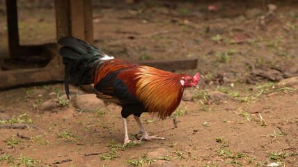 Vibrant Red and Gold Rooster Walking on a Rural Farmyard Ground © blueringmedia