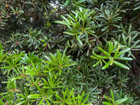 A close-up shot shows a dense thicket of vibrant green podocarpus leaves. the narrow, elongated foliage creates a lush, textured pattern with overlapping branches and varied shades of green.
