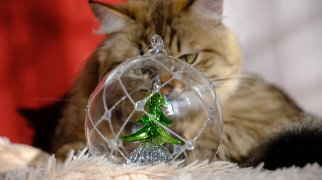Cute fluffy cat with glass snow globe, Christmas tree inside. Basking in soft morning sunlight,  Cozy ambiance at home. Merry Christmas and Happy New Year. Happy Holidays