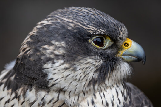 View of a close-up profile of a peregrine falcon with detailed plumage and sharp gaze in Selestat, Grand Est, France.