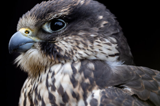 View of a majestic falcon with sharp beak and detailed plumage against a dark background in Selestat, Grand Est, France.