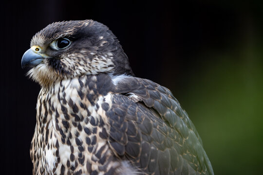 View of a majestic falcon with sharp features and detailed plumage against a dark blurred background in Selestat, Grand Est, France.