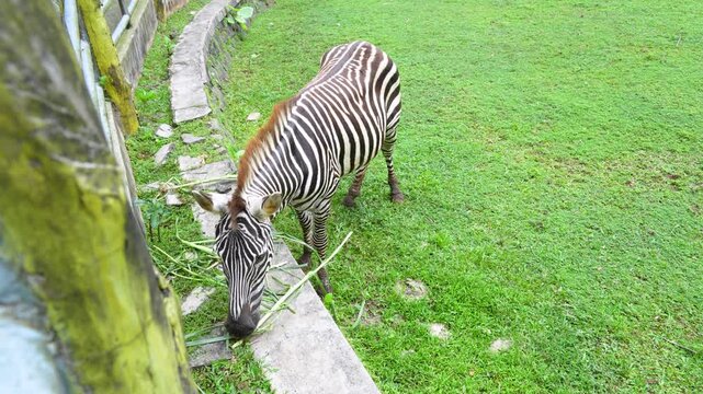 A zebra grazing on lush green grass field.