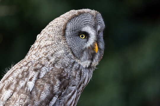 View of a Great Grey Owl with detailed grey plumage and yellow eyes against a soft green background in Selestat, Grand Est, France.