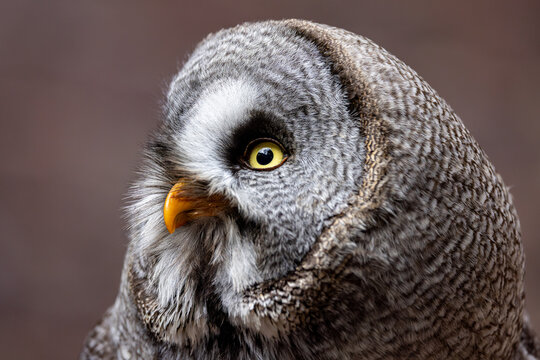 View of a Great Grey Owl with striking yellow eyes and detailed grey plumage against a blurred background Selestat, Grand Est, France.