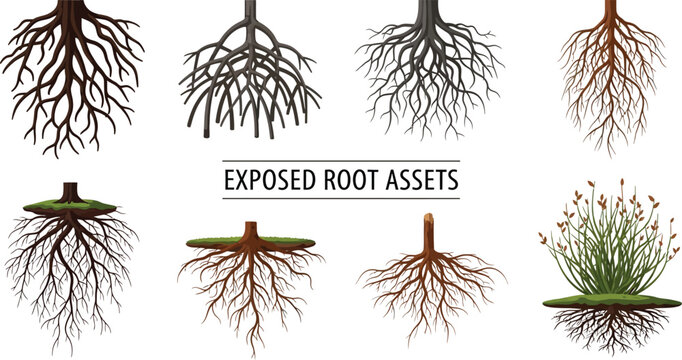 A collection of eight digital illustrations showing various tree and plant root systems isolated on a white background