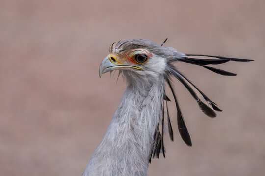 View of a secretarybird showing its distinctive black head quills and orange eye patch against a soft blurred background in Selestat, Grand Est, France.