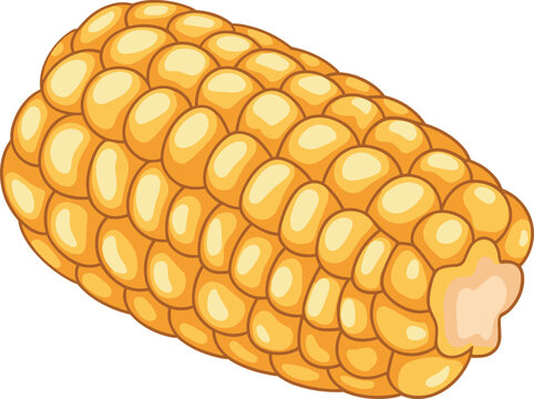 Macro shot of a single corn kernel food vector on white background.