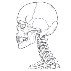 Human Skull and Cervical Spine Anatomy Illustration © Emilo