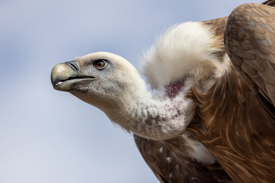 View of a griffon vulture showing its white feathered ruff and hooked beak against a clear blue sky in Selestat, Grand Est, France.
