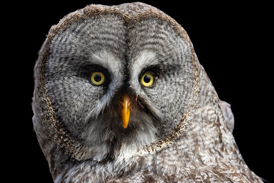 View of a Great Grey Owl portrait showing detailed grey plumage and striking yellow eyes against a dark background in Selestat, Grand Est, France.
