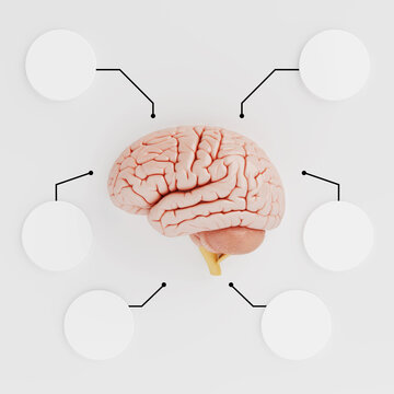 Neuroscience Mapping, Mental Health Assessment And Cognitive Analysis Concept. Human Brain Centered In Blank Connected Infographic Diagram For Medical Education And Data Visualization. 3d Rendering