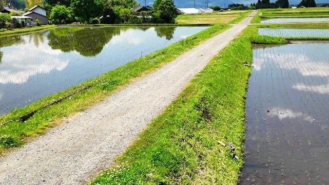 南阿蘇村のカルデラに広がる田んぼ