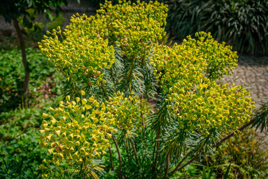 Bright Green and Yellow Euphorbia Characias, mediterranean spurge in a Lush Garden Setting Under Sunlight