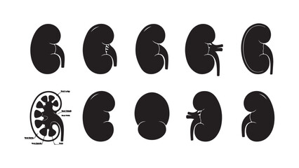 Fototapeta premium Medical illustrations of human kidney anatomy and conditions variety
