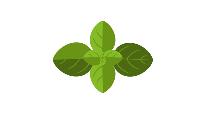 Fresh green basil leaves isolated on plain background.