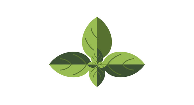 Fresh green basil leaves isolated with vibrant details.