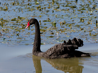Naklejka premium Black Swan (cygnus atratus) swimming in shallow water with green vegetation on top of water in background