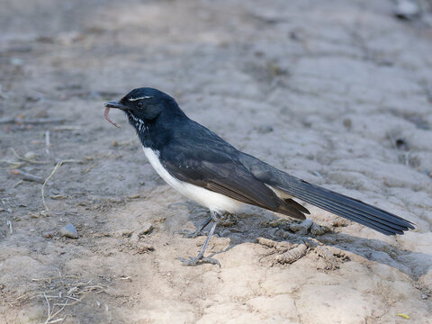 Willie Wagtail (Rhipidura leucophrys) standing on dirt with a captured caterpillar