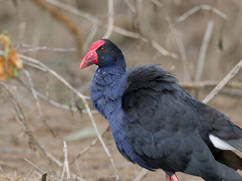 Australasian Swamphen or Pūkeko (Porphyrio melanotus) with out of focus branches and winter foliage in background.