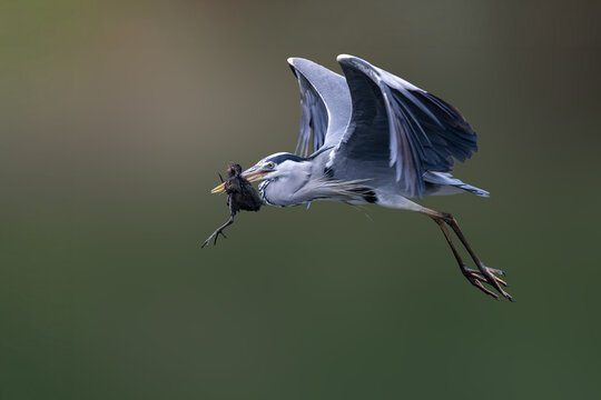 View of a grey heron in flight with its wings spread wide while carrying a small bird as prey in its beak Selestat, Grand Est, France.