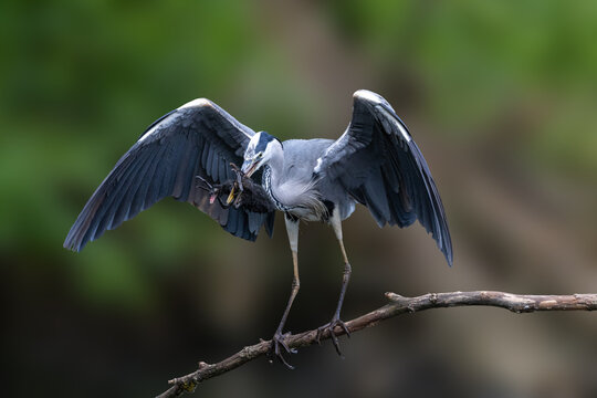 View of a grey heron with its wings spread holding prey in its beak while perched on a branch in Selestat, Grand Est, France.