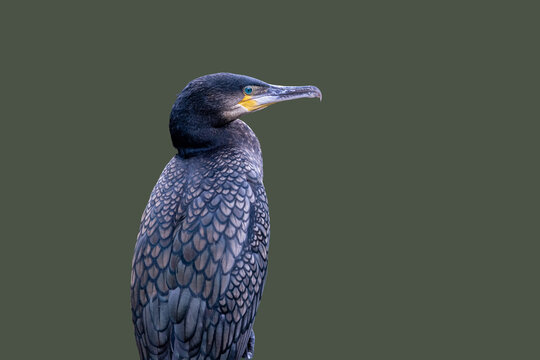 View of a great cormorant with dark iridescent feathers and a sharp hooked beak against a plain background in Selestat, Grand Est, France.