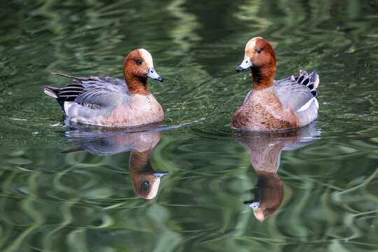 View of two Eurasian wigeons swimming on a pond with clear reflections and green ripples on the water surface in Selestat, Grand Est, France.