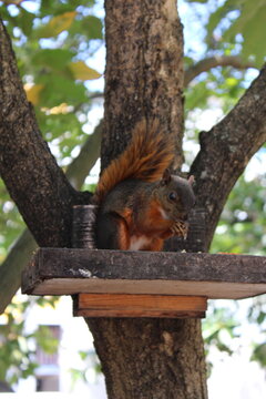 una peque&ntilde;a ARDILLA