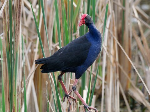 Australasian Swamphen or  Pukeko  (Porphyrio melanotus) standing in a wetland with reeds in background